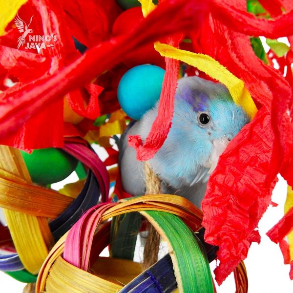 NINO'S JAVA JELLYFISH