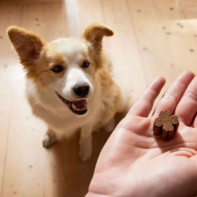 ZAMIPET SKIN COAT & NAILS FOR DOGS 300G 60 CHEWS