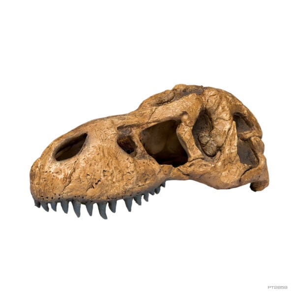 EXO TERRA T-REX SKULL