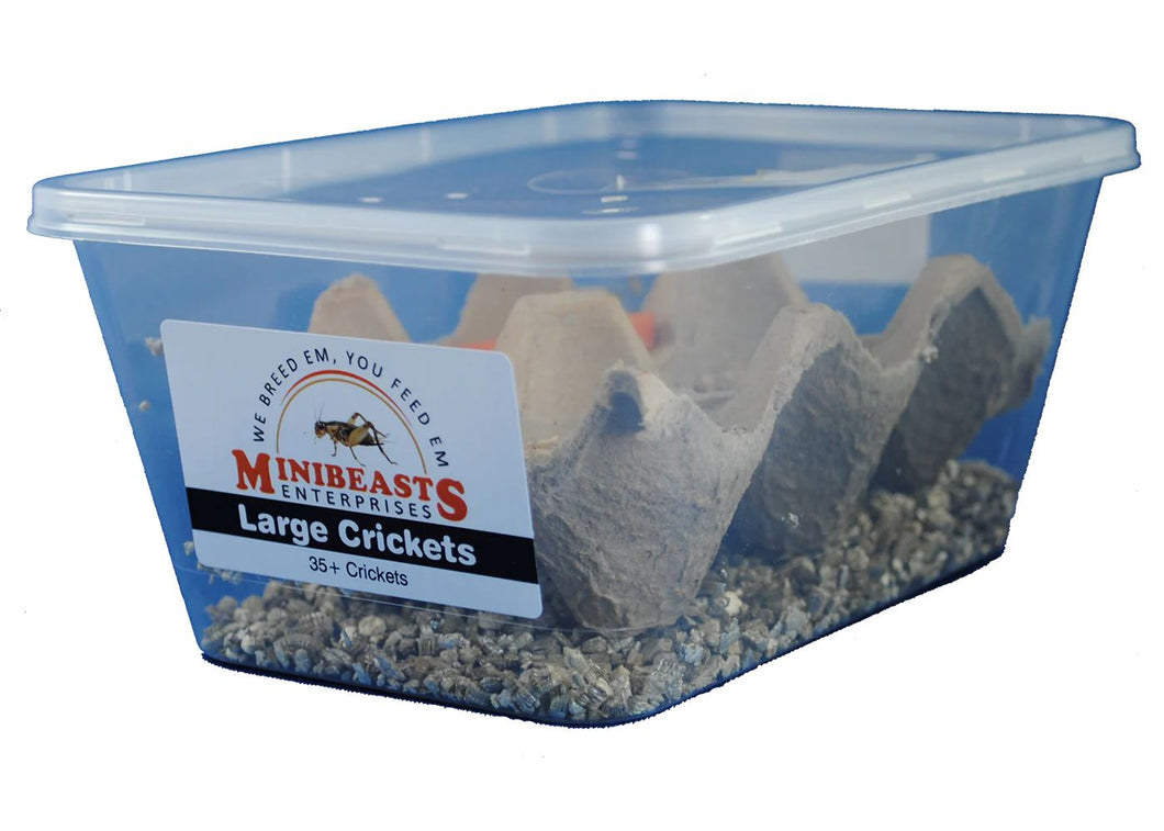 MINIBEAST LIVE CRICKETS LARGE