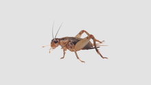 Load image into Gallery viewer, MINIBEAST LIVE CRICKETS MEDIUM