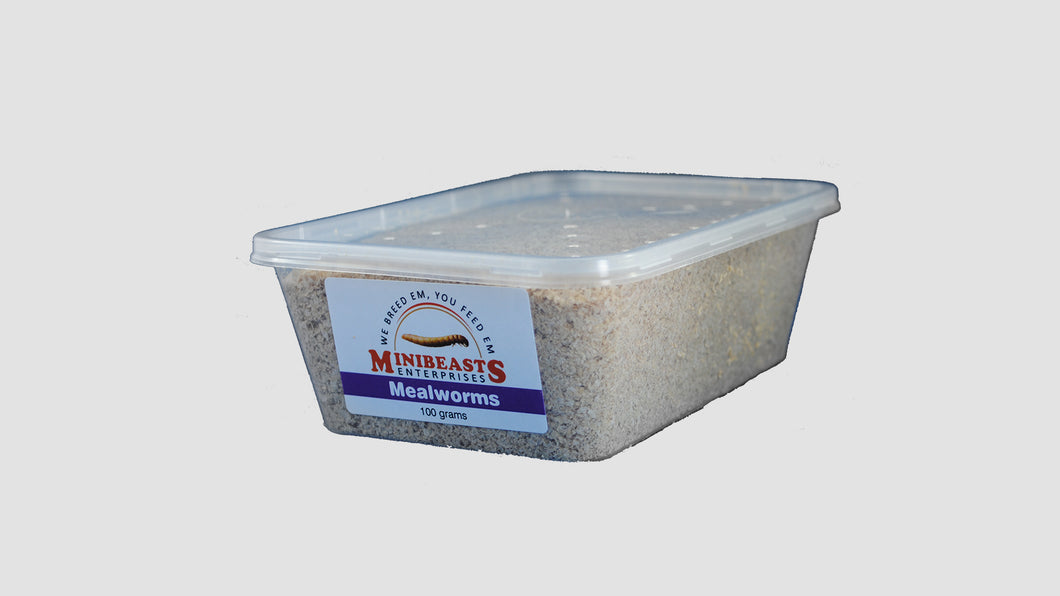 MINIBEAST LIVE MEALWORMS 100G