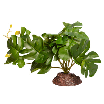 REPTILE PLANT MD RHAPHIDOPHORA GREEN WITH CERAMIC BASE