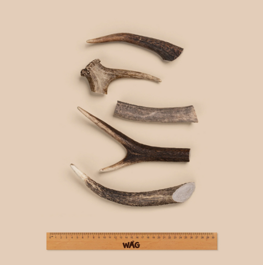 WAG DEER ANTLER WHOLE MEDIUM