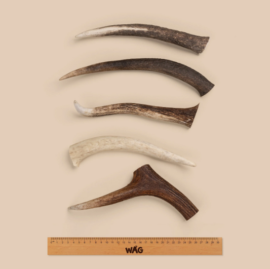 WAG DEER ANTLER WHOLE LARGE