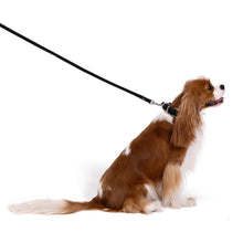 Load image into Gallery viewer, EZYDOG LEASH ESSENTIAL 72 LITE PURPLE